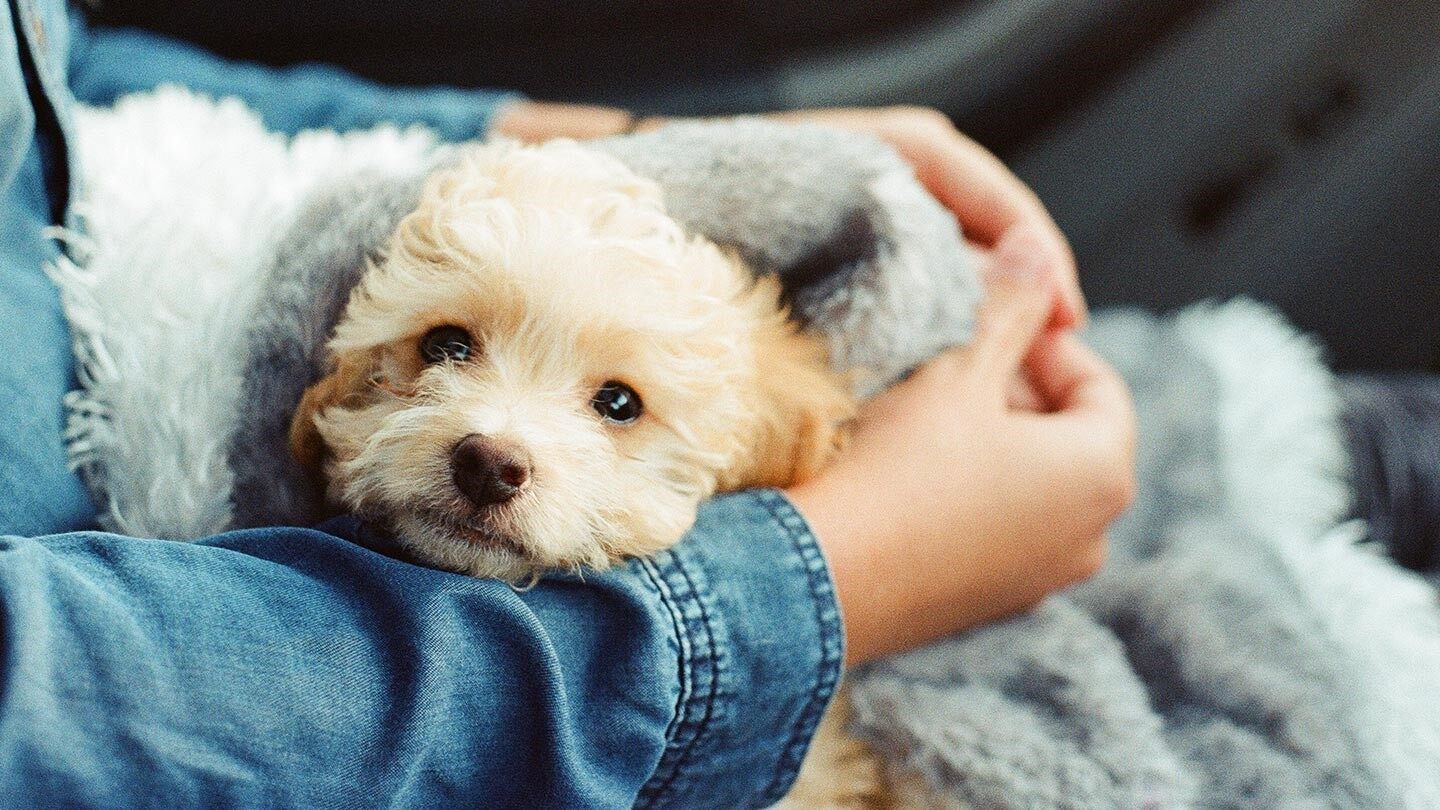 a person with a puppy in their lap, which may not be great for allergies