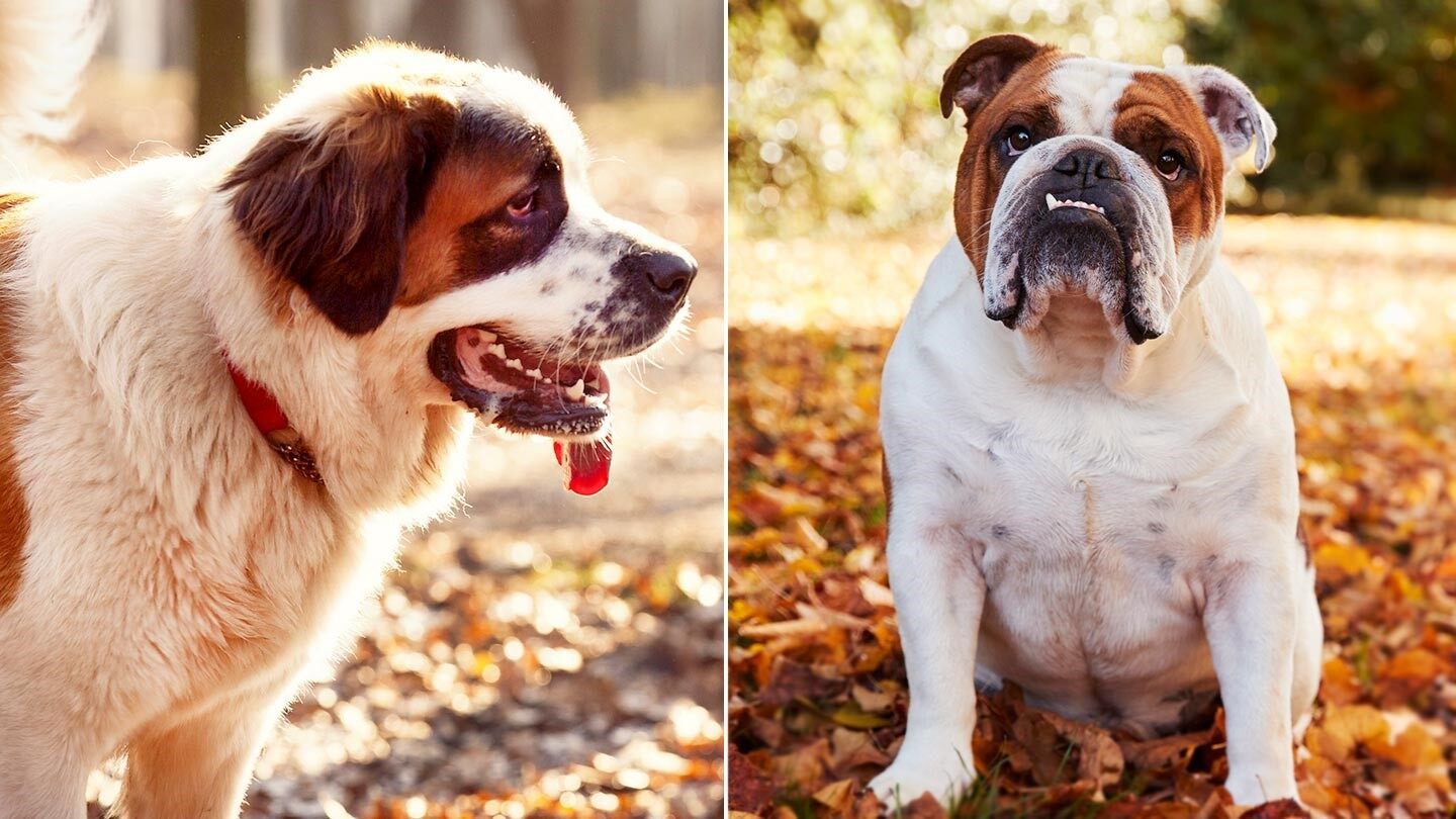 a saint bernard and a bulldog, which are not great dogs for people with allergies