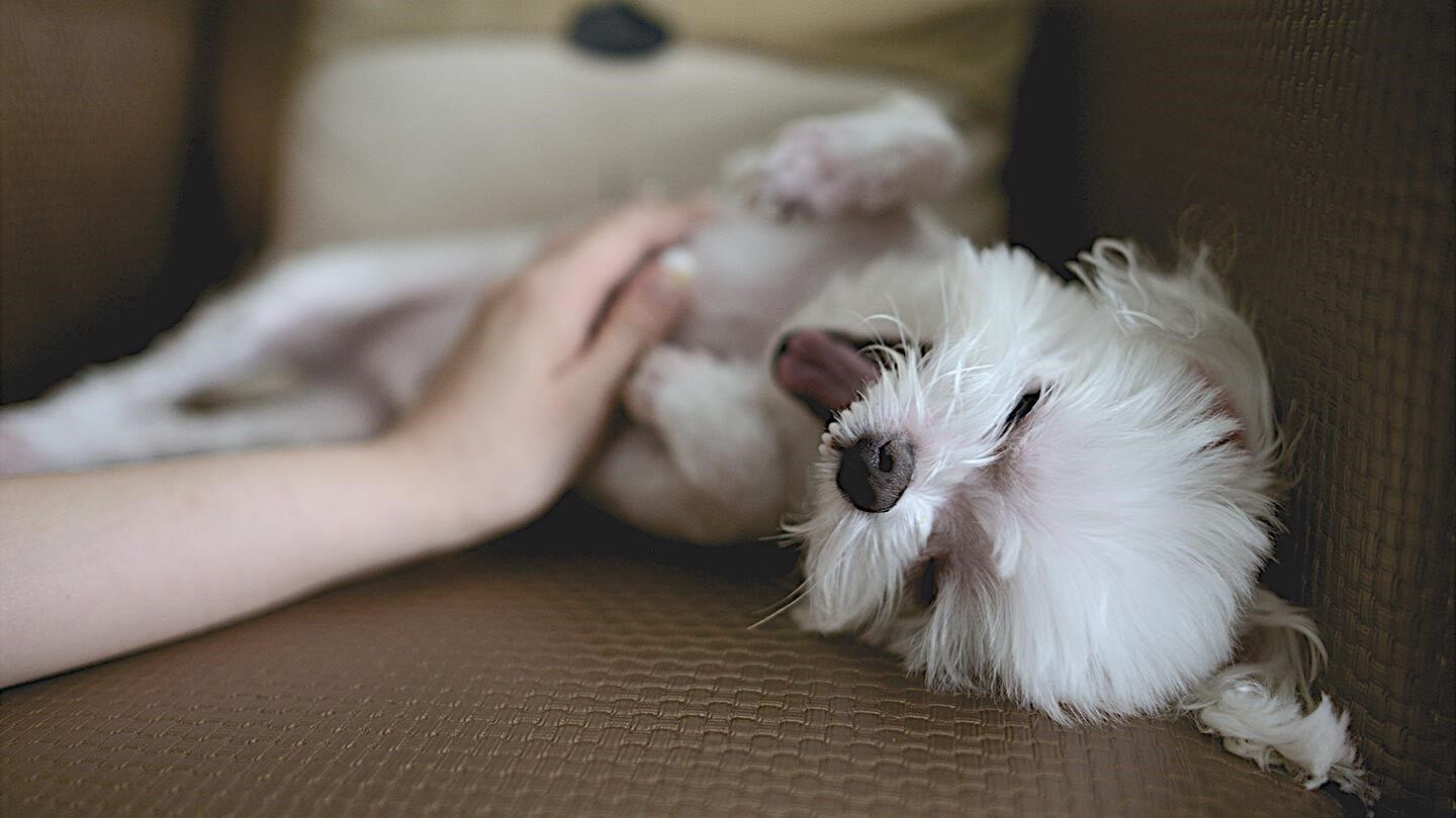 a maltese which is a great dog for people with allergies