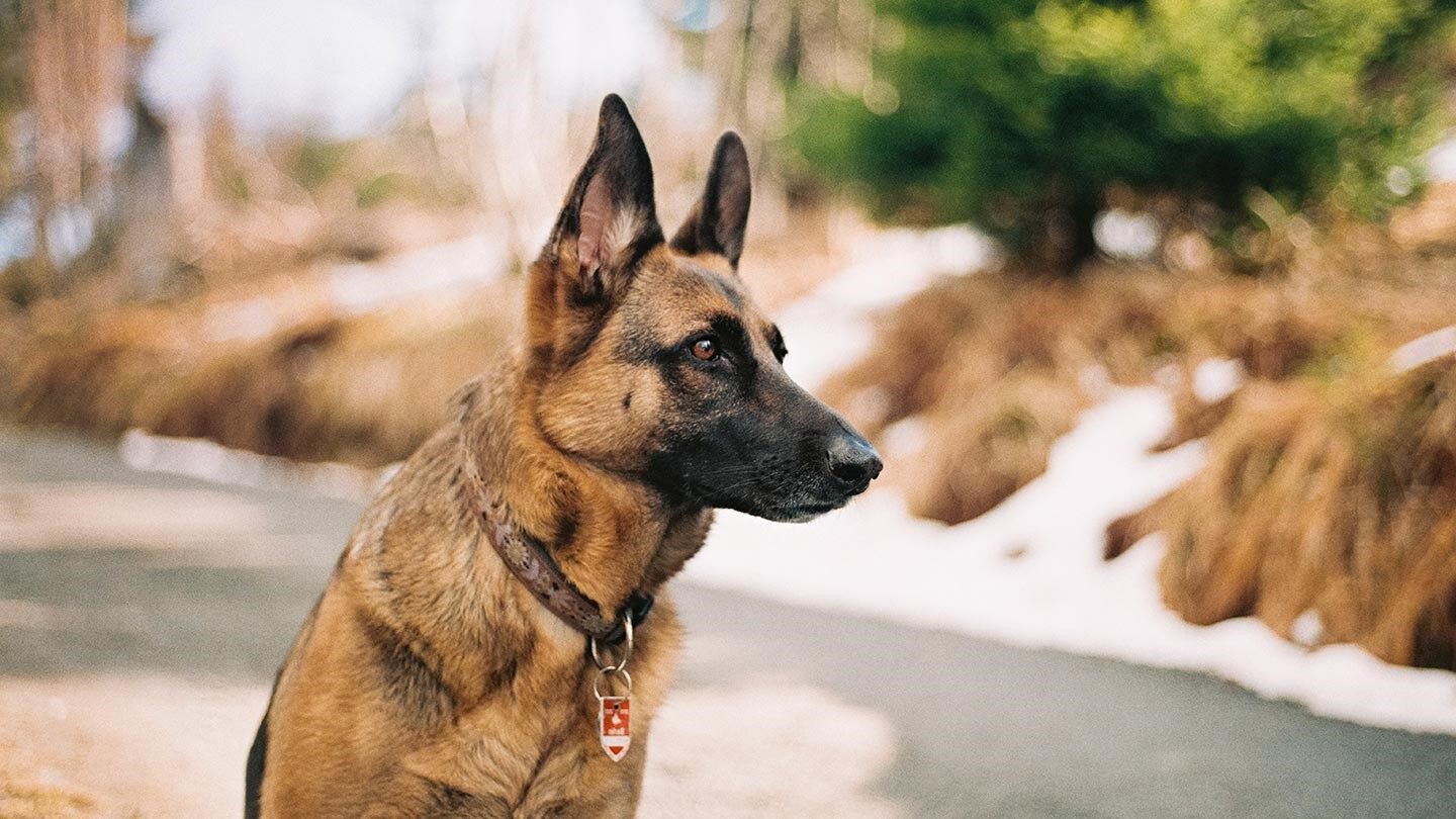 a german shepherd, which is one of the worst dogs for people with allergies