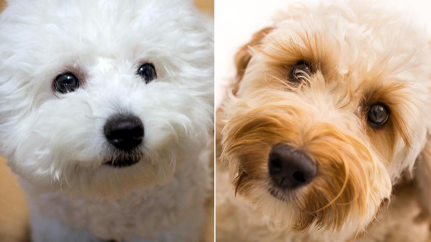 a bichon frise and a labradoodle, which are great dogs for people with allergies