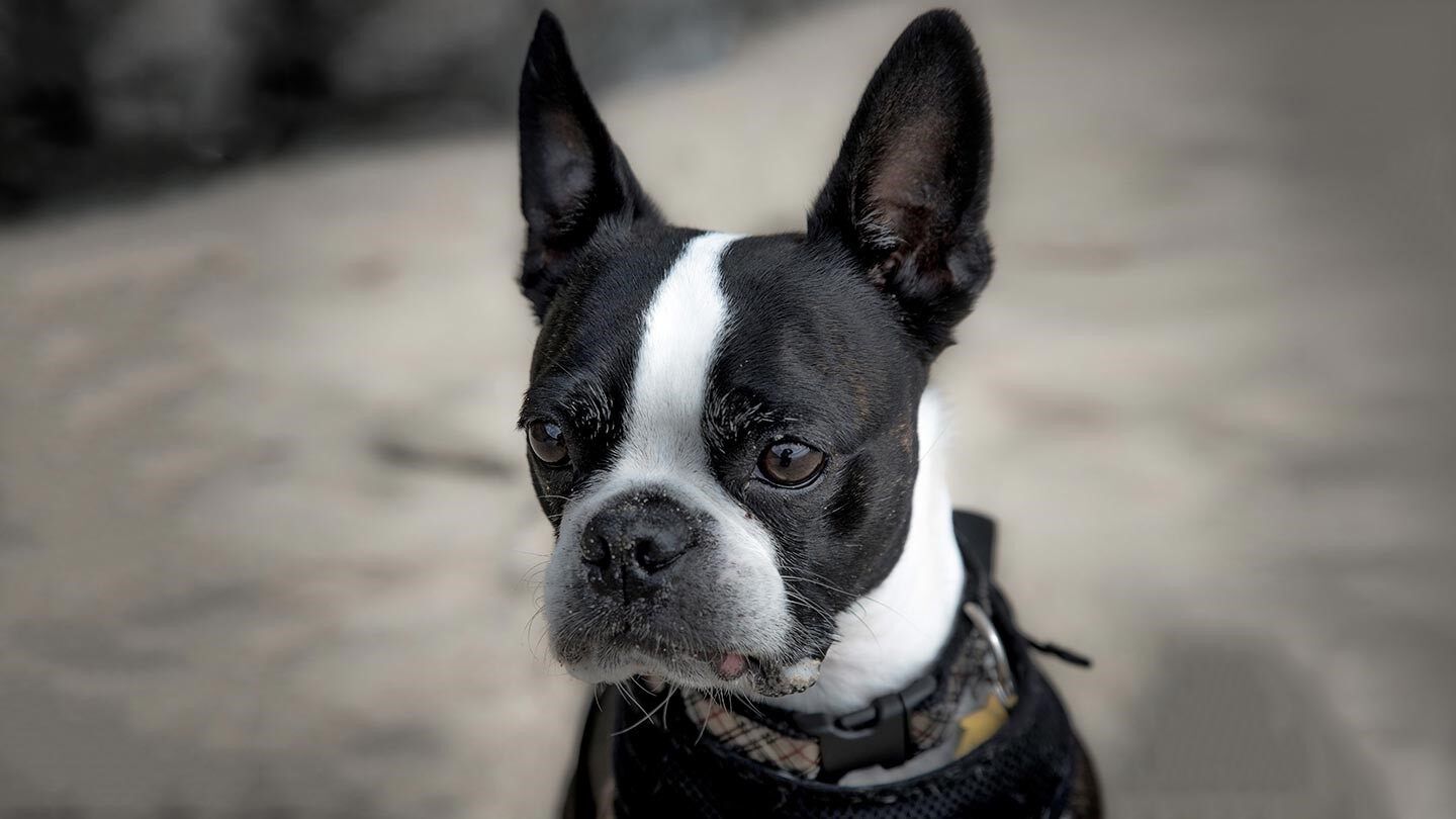 a boston terrier, which is not a great dog for people with allergies