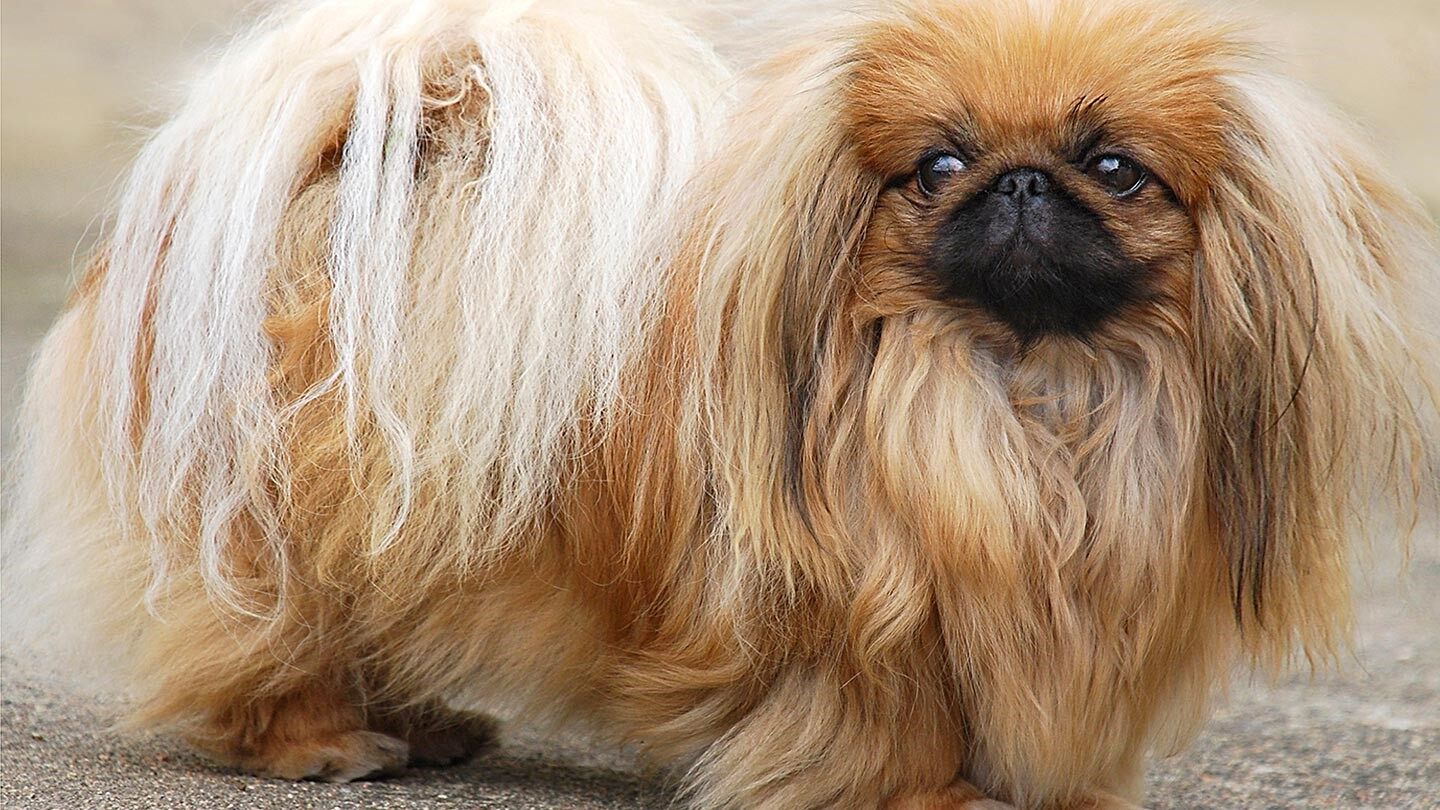 a pekingese which is not a great dog for people with allergies